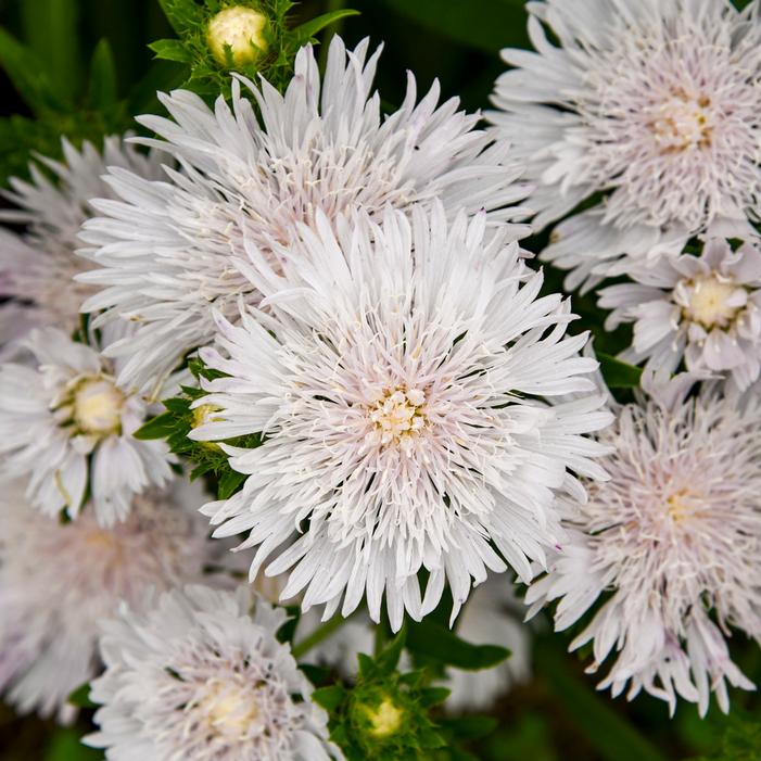 TOTALLY STOKED™ WHITECAPS STOKES ASTER