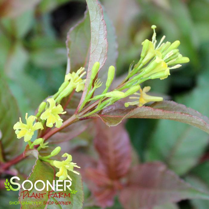 NIGHTGLOW® BUSH HONEYSUCKLE