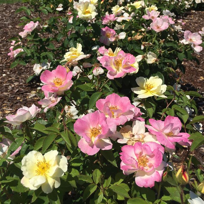 PEACH LEMONADE® SHRUB ROSE