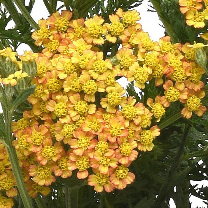 MILLY ROCK™ YELLOW TERRACOTTA YARROW