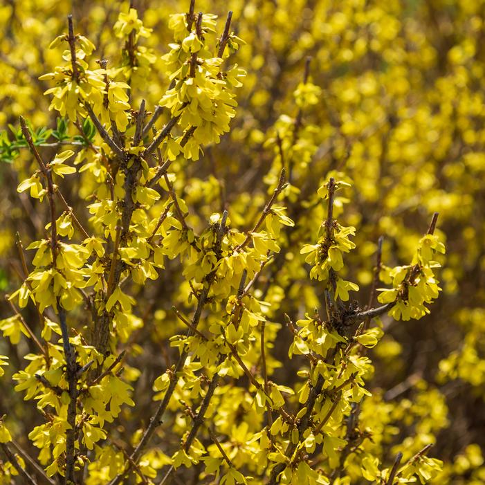 SPRING FLING® FORSYTHIA