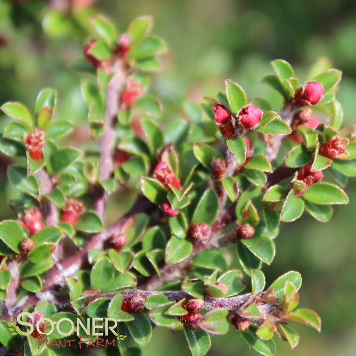 TOM THUMB COTONEASTER