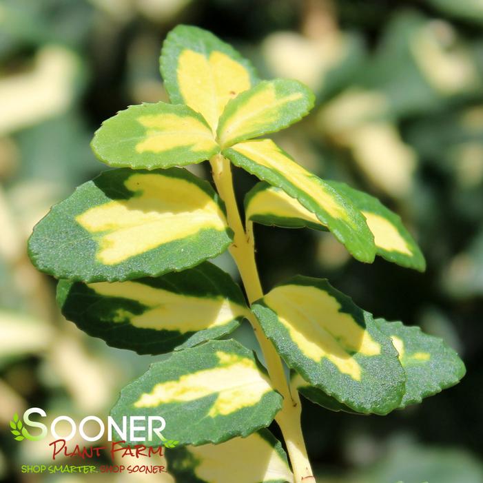 MOONSHADOW EUONYMUS