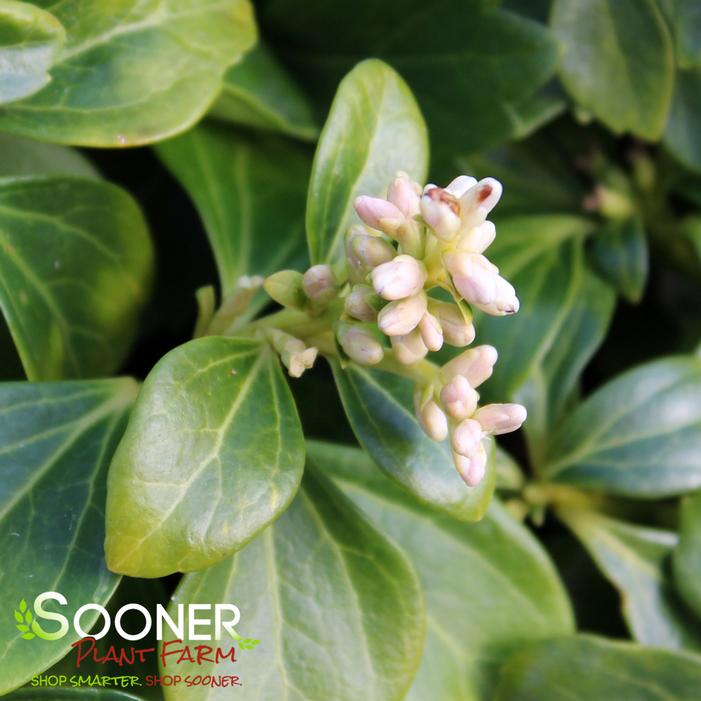 GREEN SHEEN PACHYSANDRA