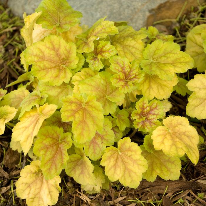 MIRACLE CORAL BELLS