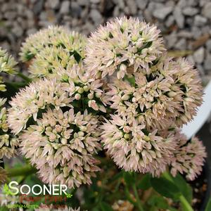 AUTUMN JOY SEDUM