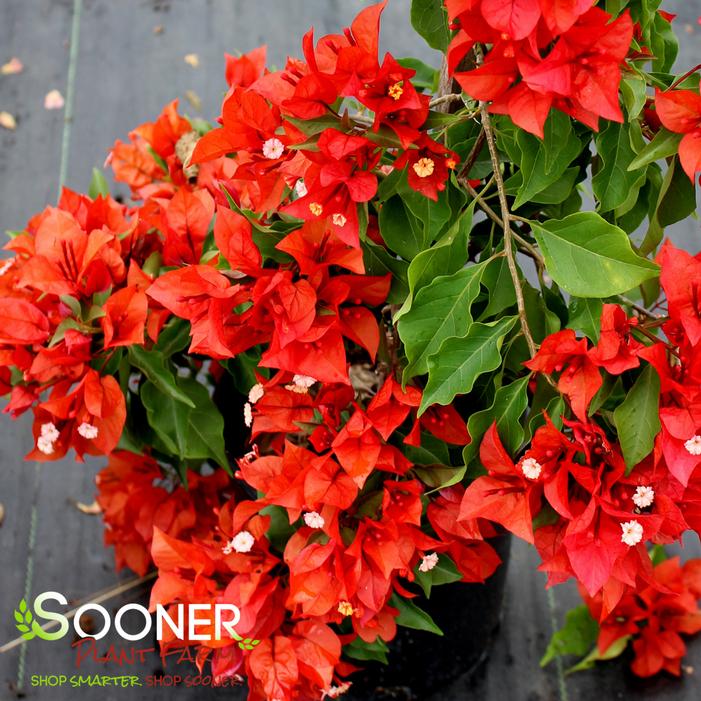 FLAME RED BOUGAINVILLEA