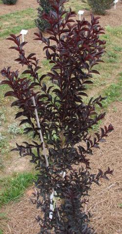 MOONLIGHT MAGIC™ CRAPEMYRTLE