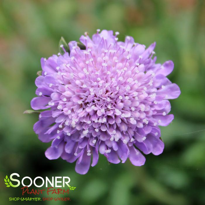 BUTTERFLY BLUE PINCUSHION FLOWER