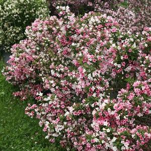 CZECHMARK TRILOGY® WEIGELA