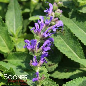 MAY NIGHT MEADOW SAGE