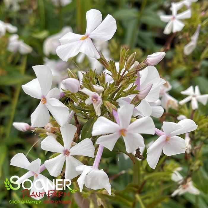 FASHIONABLY EARLY CRYSTAL GARDEN PHLOX