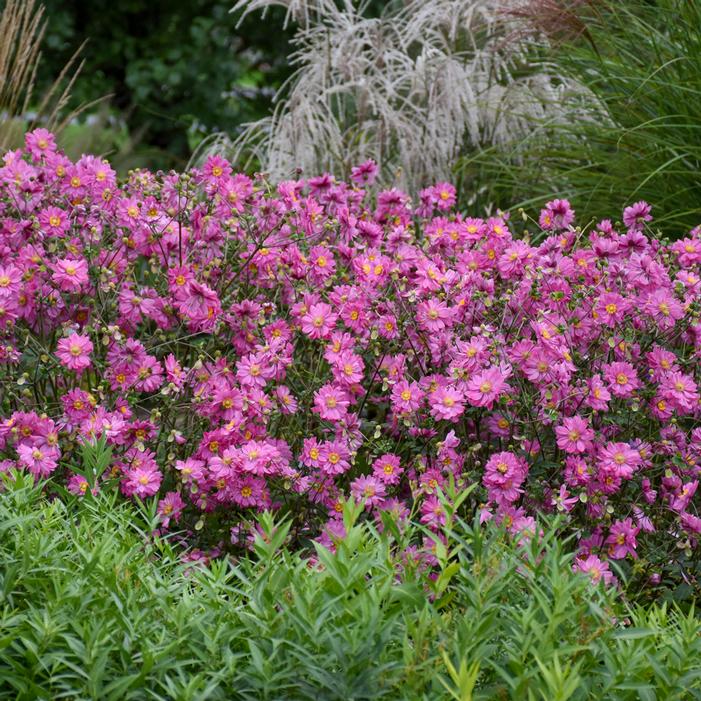 FALL IN LOVE™ SWEETLY JAPANESE ANEMONE