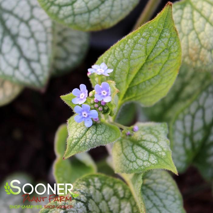 QUEEN OF HEARTS BRUNNERA