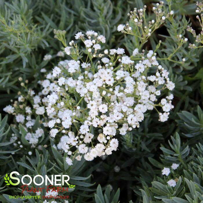 FESTIVAL STAR® BABY'S BREATH