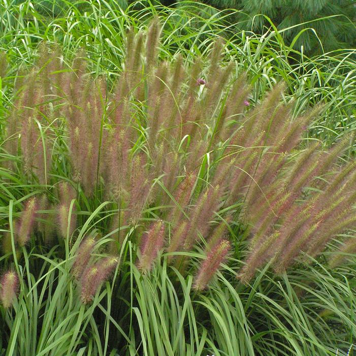 RED HEAD FOUNTAIN GRASS