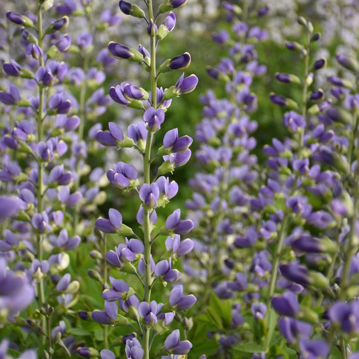 DECADENCE® DELUXE BLUE BUBBLY FALSE INDIGO