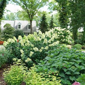 LIMELIGHT PRIME® HYDRANGEA