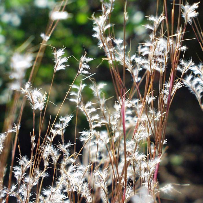 LITTLE BLUESTEM