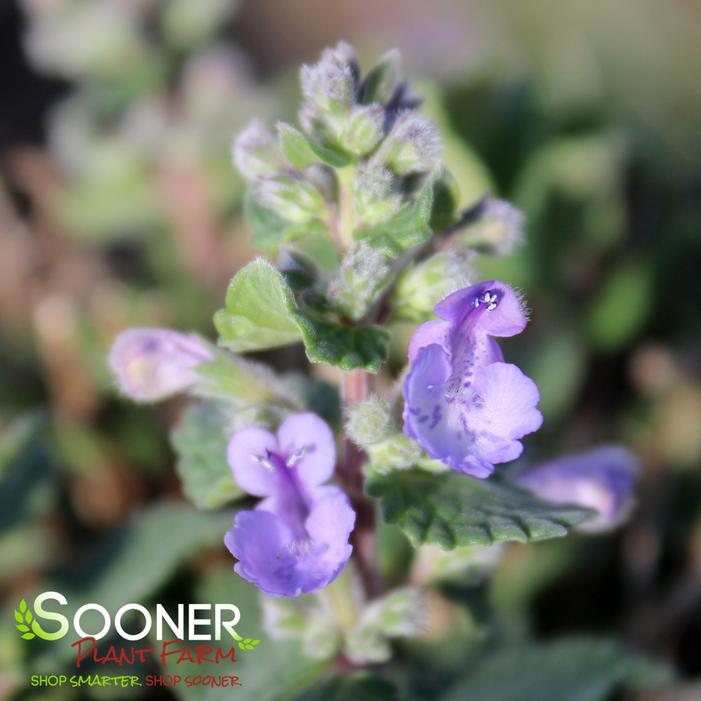 PICTURE PURRFECT CATMINT