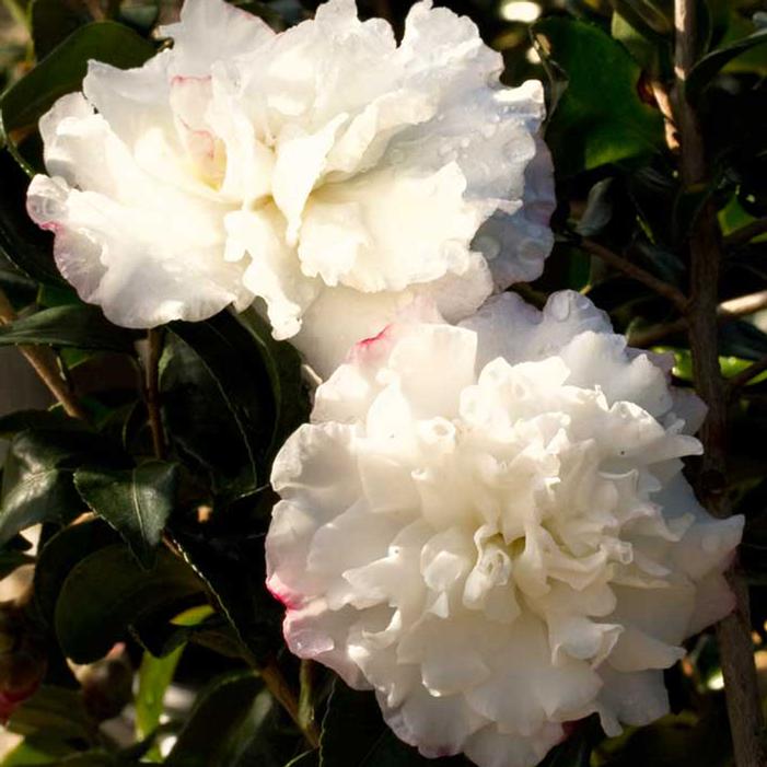 OCTOBER MAGIC® SNOW™ CAMELLIA