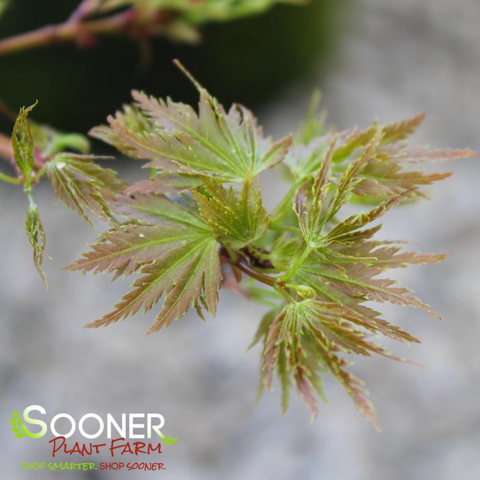 CHIRIMEN NISHIKI UPRIGHT JAPANESE MAPLE