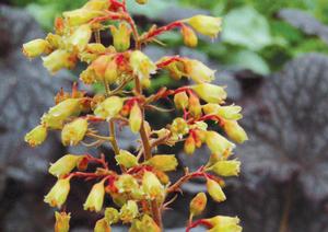 GINGER ALE CORAL BELLS