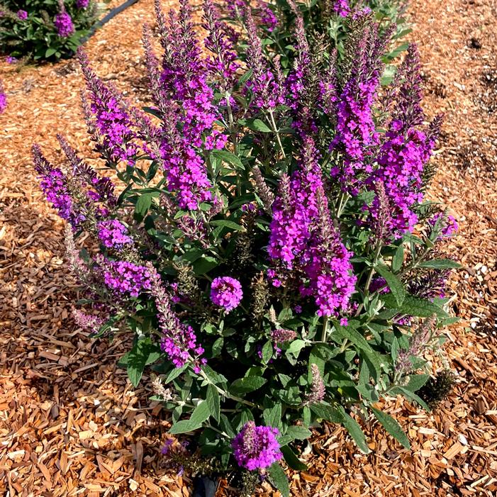 BIRTHDAY CAKE™ BUTTERFLY BUSH