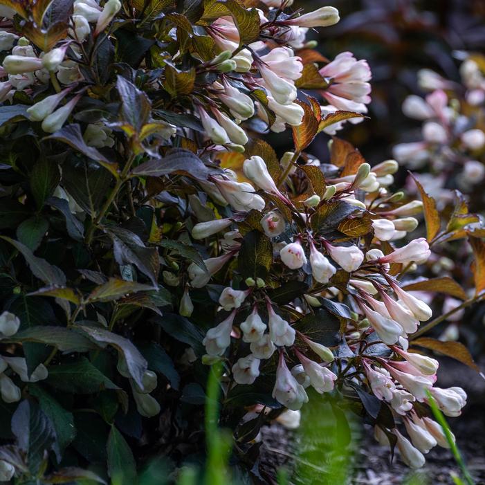 AFTERGLOW™ WEIGELA