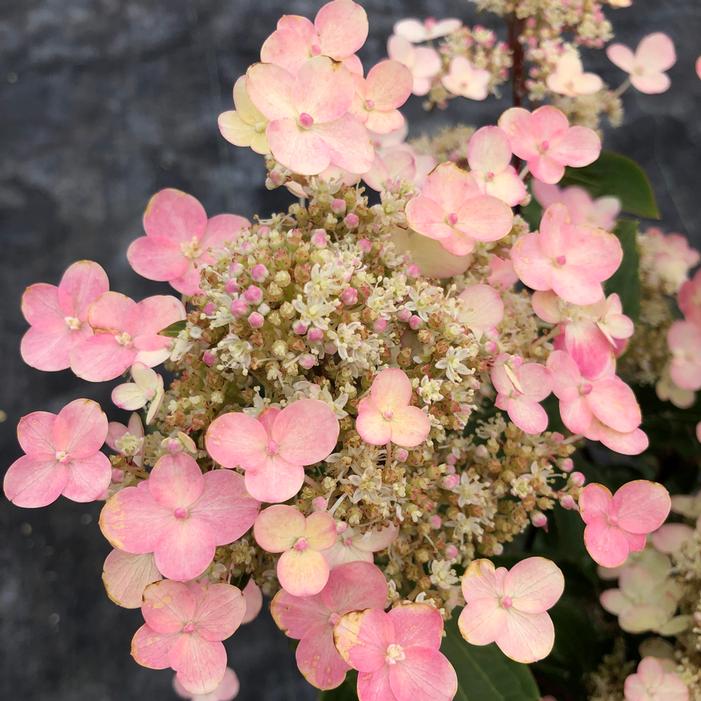 TORCH™ HYDRANGEA