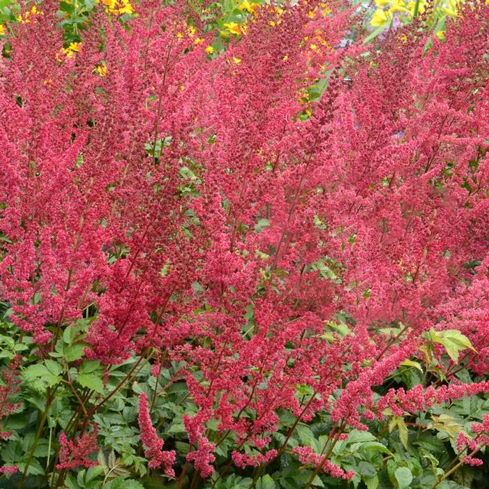 RADIUS ASTILBE