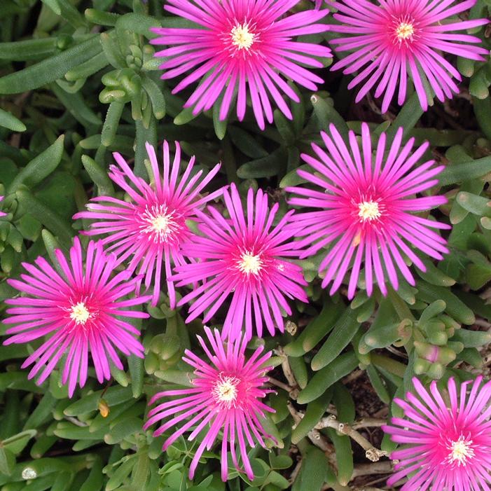 ICE PLANT