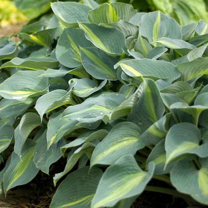 TOUCH OF CLASS HOSTA