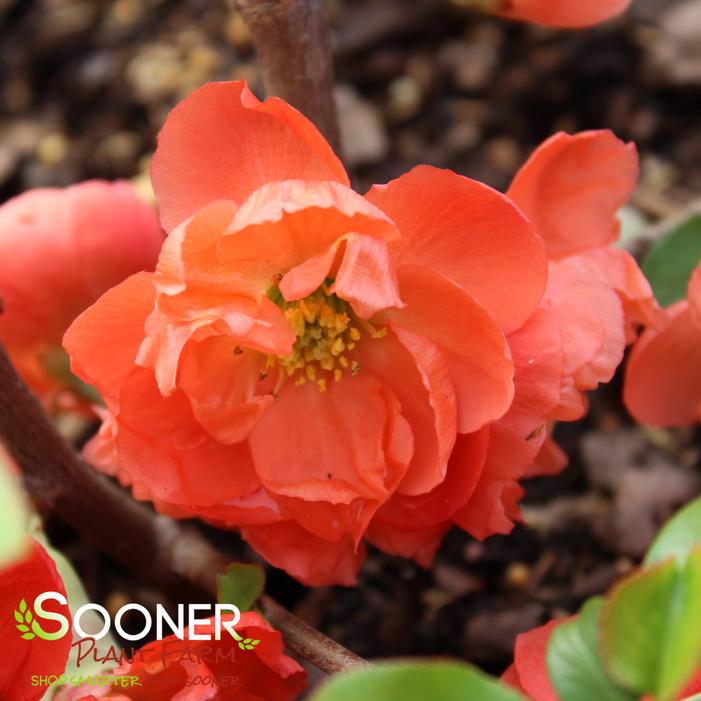 O YASHIMA FLOWERING QUINCE