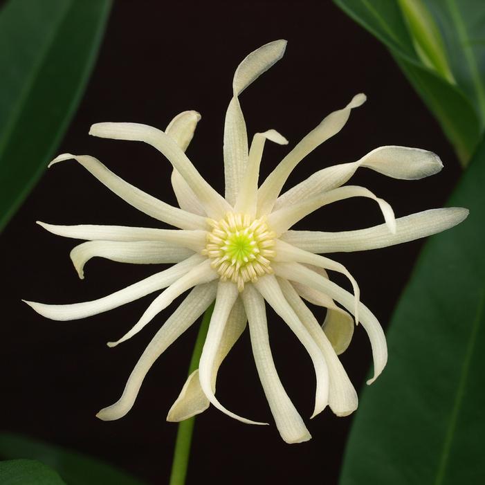 STAR FLOWER ORION™ ILLICIUM