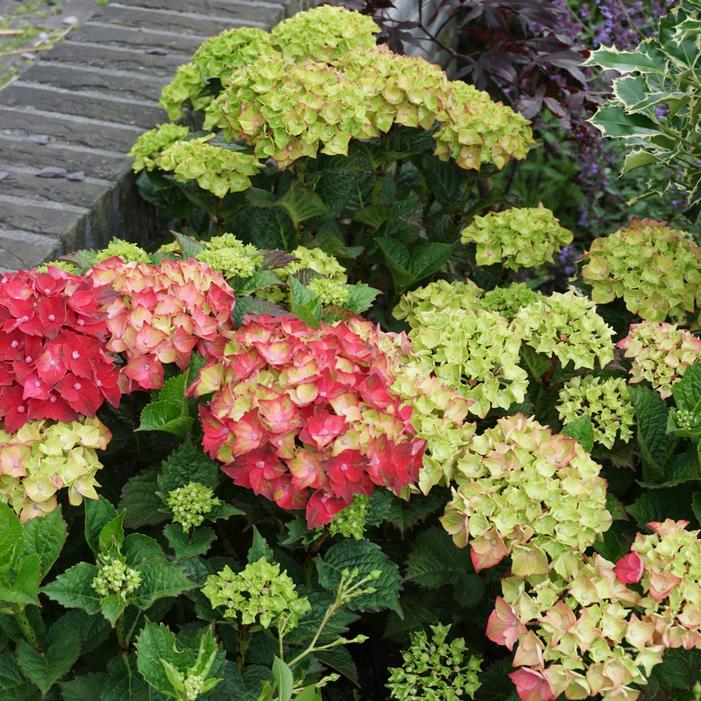 MAGICAL® EVERLASTING CRIMSON HYDRANGEA