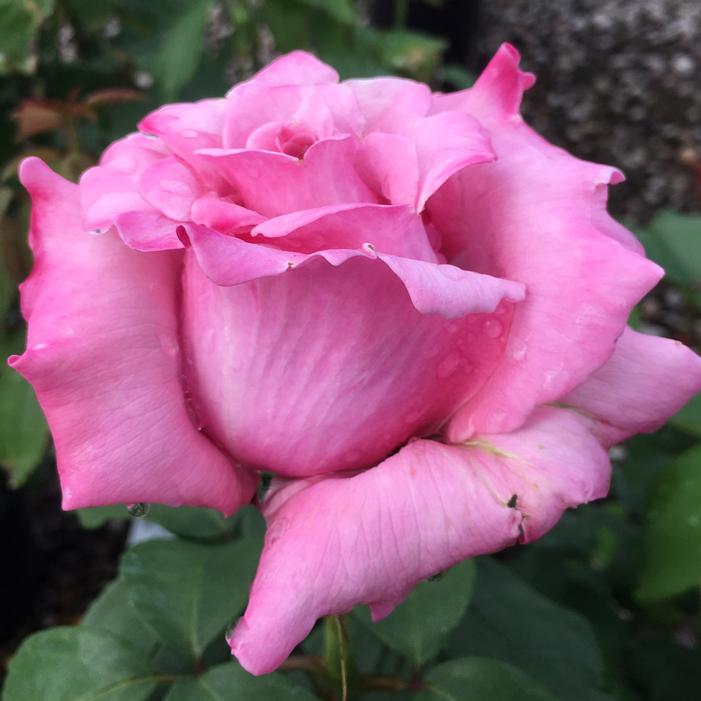 MEMORIAL DAY™ HYBRID TEA ROSE