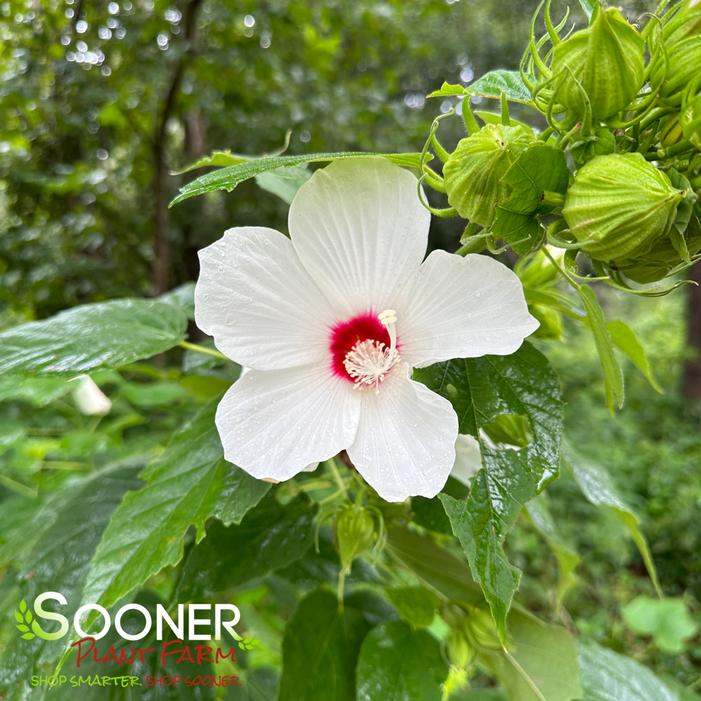 CHRISTIE'S SNOWSTORM HARDY HIBISCUS