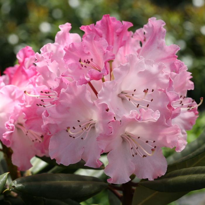 DANDY MAN COLOR WHEEL® RHODODENDRON