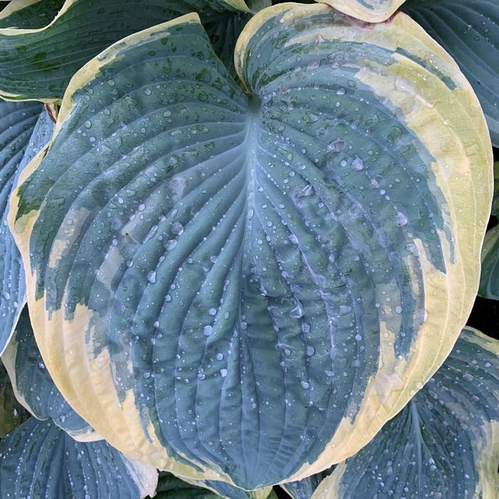 SHADOWLAND® GIGANTOSAURUS HOSTA