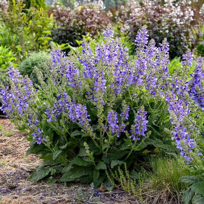 LIVING LARGE™ BIG SKY SALVIA