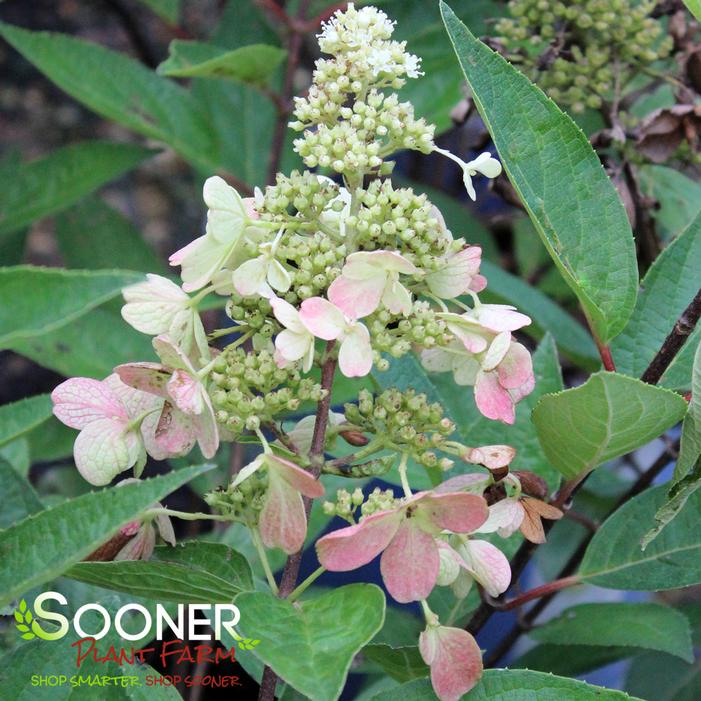 FLARE™ HYDRANGEA