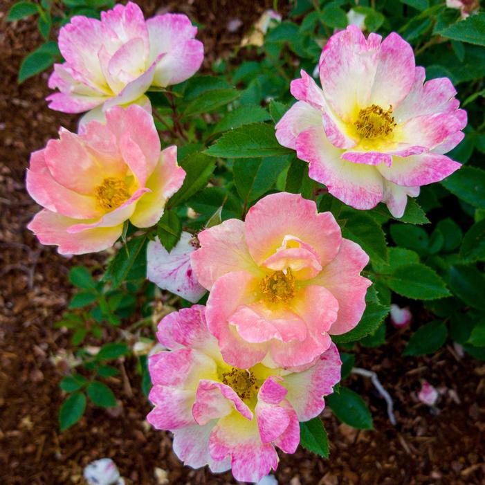 PEACH LEMONADE® SHRUB ROSE