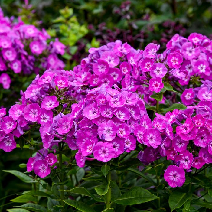 GARDEN GIRLS® DREAM GIRL GARDEN PHLOX