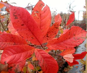 BLACKGUM