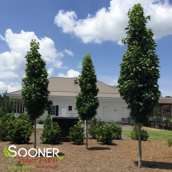 SLENDER SILHOUETTE SWEETGUM