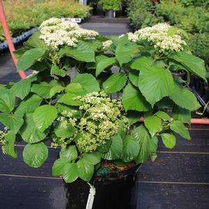 TANDOORI ORANGE® VIBURNUM