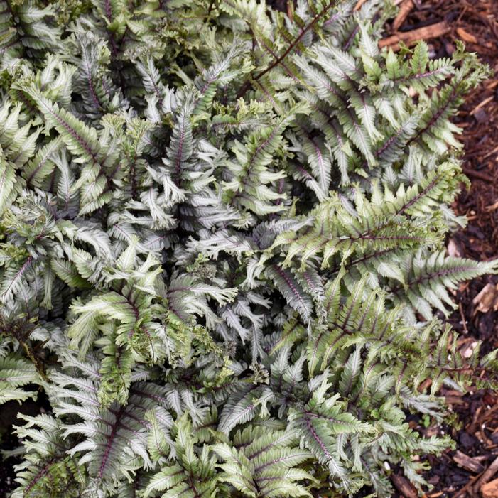 CRESTED SURF JAPANESE PAINTED FERN