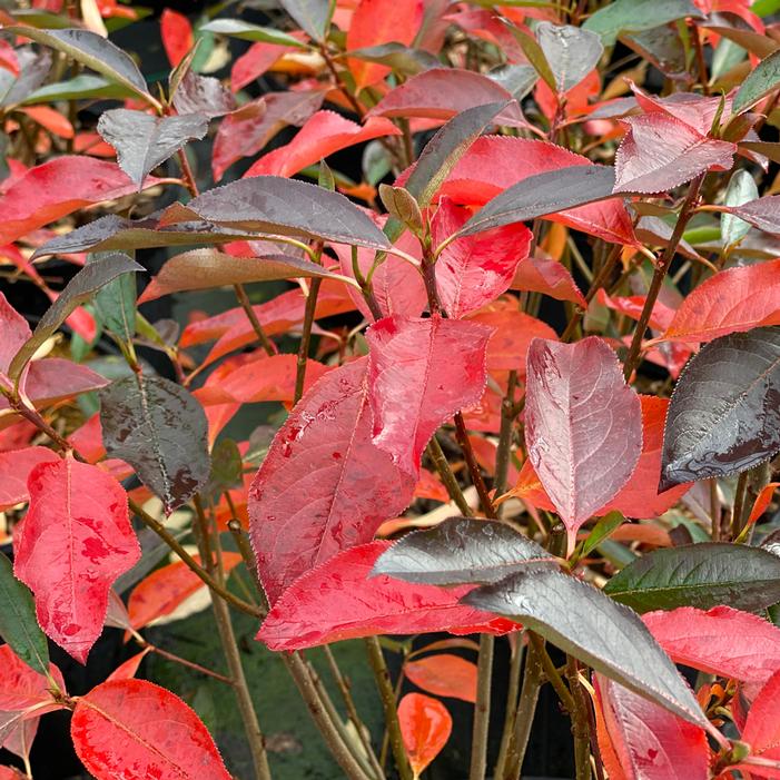 LOW SCAPE® SNOWFIRE® CHOKEBERRY
