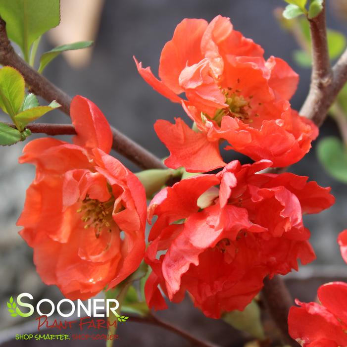 O YASHIMA FLOWERING QUINCE